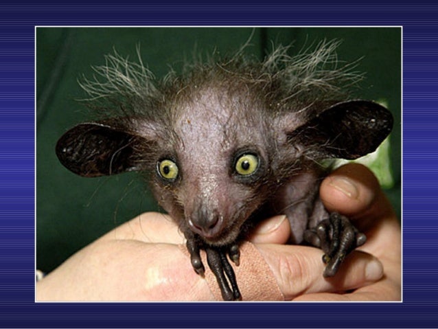Animaux Bizarres Animaux Bizarres
