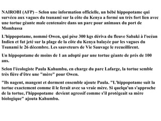 NAIROBI (AFP) – Selon une information officielle, un bébé hippopotame qui survécu aux vagues du tsunami sur la côte du Kenya a formé un très fort lien avec une tortue géante male centenaire dans un parc pour animaux du port de Mombassa L'hippopotame, nommé Owen, qui pèse 300 kgs dériva du fleuve Sabaki à l'océan Indien et fut jeté sur la plage de la côte du Kenya balayée par les vagues du Tsunami le 26 décembre. Les sauveteurs de Vie Sauvage le recueillirent. Un hippopotame de moins de 1 an adopté par une tortue géante de prés de 100 ans. Selon l'écologiste Paula Kahumbu, en charge du parc Lafarge, la tortue semble très fière d'être une "mère" pour Owen. "Ils nagent, mangent et dorment ensemble ajoute Paula. "L'hippopotame suit la tortue exactement comme il le ferait avec sa vraie mère. Si quelqu'un s'approche de la tortue, l'hippopotame  devient agressif comme s'il protégeait sa mère biologique" ajouta Kahumbu. 