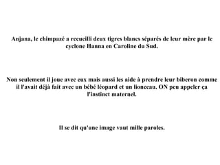 Anjana, le chimpazé a recueilli deux tigres blancs séparés de leur mère par le cyclone Hanna en Caroline du Sud. Non seulement il joue avec eux mais aussi les aide à prendre leur biberon comme il l'avait déjà fait avec un bébé léopard et un lionceau. ON peu appeler ça l'instinct maternel. Il se dit qu'une image vaut mille paroles. 