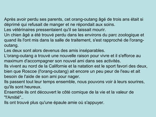 Après avoir perdu ses parents, cet orang-outang âgé de trois ans était si déprimé qui refusait de manger et ne répondait aux soins.  Les vétérinaires pressentaient qu'il se laissait mourir.  Un chien âgé a été trouvé perdu dans les environs du parc zoologique et quand ils l'ont mis dans la salle de traitement, s'est rapproché de l'orang-outang.  Les deux sont alors devenus des amis inséparables.  L'orang-outang a trouvé une nouvelle raison pour vivre et il s'efforce au maximum d'accompagner son nouvel ami dans ses activités. Ils vivent au nord de la Californie et la natation est le sport favori des deux, bien que Roscoe (l'orang-outang) ait encore un peu peur de l'eau et ait besoin de l'aide de son ami pour nager. Ils passent tout leur temps ensemble, nous pouvons voir à leurs sourires, qu'ils sont heureux.  Ensemble ils ont découvert le côté comique de la vie et la valeur de "l'Amitié".. Ils ont trouvé plus qu'une épaule amie où s'appuyer.  