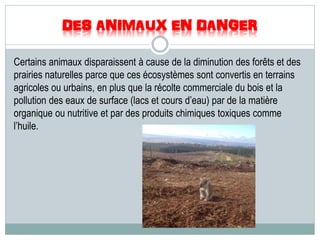 DES ANIMAUX EN DANGER
Certains animaux disparaissent à cause de la diminution des forêts et des
prairies naturelles parce que ces écosystèmes sont convertis en terrains
agricoles ou urbains, en plus que la récolte commerciale du bois et la
pollution des eaux de surface (lacs et cours d’eau) par de la matière
organique ou nutritive et par des produits chimiques toxiques comme
l’huile.
 