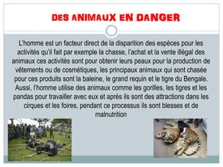L’homme est un facteur direct de la disparition des espèces pour les
activités qu’il fait par exemple la chasse, l’achat et la vente illégal des
animaux ces activités sont pour obtenir leurs peaux pour la production de
vêtements ou de cosmétiques, les principaux animaux qui sont chasée
pour ces produits sont la baleine, le grand requin et le tigre du Bengale.
Aussi, l’homme utilise des animaux comme les gorilles, les tigres et les
pandas pour travailler avec eux et après ils sont des attractions dans les
cirques et les foires, pendant ce processus ils sont blesses et de
malnutrition
 