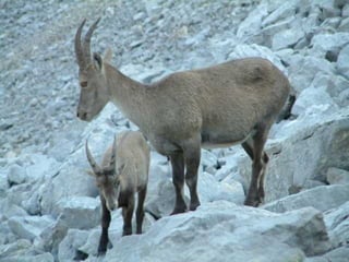 Animaux Dans Leur Milieu Naturel 1 Eureka49 | PPS