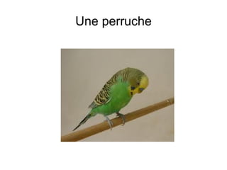 Une perruche 