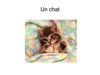 Un chat 