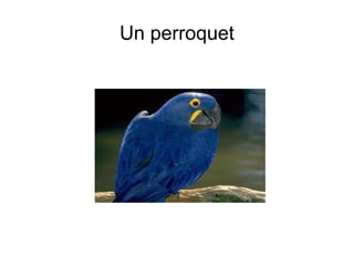 Un perroquet 
