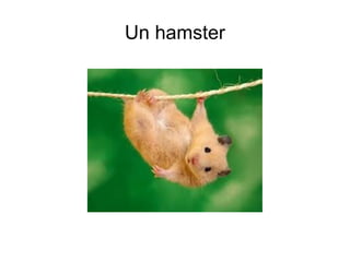 Un hamster 
