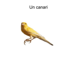 Un canari 