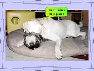 Tu m’lâches
ou je pisse !
 