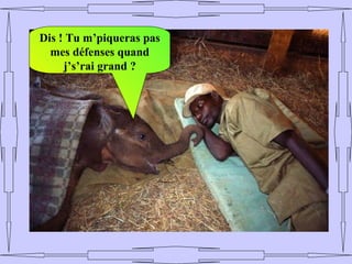 Dis ! Tu m’piqueras pas
  mes défenses quand
     j’s’rai grand ?
 