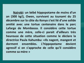 Nairobi: un bébé hippopotame de moins d’un
an (300 kg!), Owen, survivant au tsunami du 25
décembre sur la côte du Kenya s’est lié d’une solide
amitié avec une tortue centenaire dans le parc
Lafarge de Mombassa. Il considère cette tortue
comme une mère, celle-ci parait d’ailleurs très
heureuse de cette situation comme le déclare la
directrice Paula Kahumbu: «Ils nagent, mangent et
dorment ensembles. L’hippopotame devient
agressif si on s’approche de celle qu’il considère
comme sa mère »
 