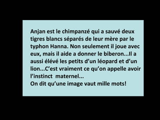 Anjan est le chimpanzé qui a sauvé deux
tigres blancs séparés de leur mère par le
typhon Hanna. Non seulement il joue avec
eux, mais il aide a donner le biberon...Il a
aussi élévé les petits d’un léopard et d’un
lion...C’est vraiment ce qu’on appelle avoir
l’instinct maternel...
On dit qu’une image vaut mille mots!
 