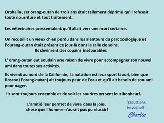 Orphelin, cet orang-outan de trois ans était tellement déprimé qu’il refusait
toute nourriture et tout traitement.
Les vétérinaires pressentaient qu’il allait vers une mort certaine.
On recueillit un vieux chien perdu dans les alentours du parc zoologique et
l’ourang-outan était présent ce jour-là dans la salle de soins.
Ils devinrent des copains inséparables
L’ orang-outan eut soudain une raison de vivre pour accompagner son nouvel
ami dans toutes ses activités.
Ils vivent au nord de la Californie, la natation est leur sport favori, bien que
Roscoe (l’orang-outan) ait toujours peur de l’eau et qu’il ait besoin de son ami
pour nager.
Ils sont toujours ensemble et de voir les sourires on sent leur bonheur!...
L’amitié leur permet de vivre dans la joie,
chose que l’homme n’aurait pas pu réussir!
Traductions
(espagnol)
Charlie
 