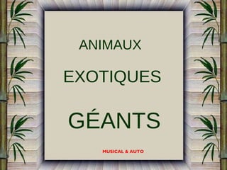 ANIMAUX

EXOTIQUES

GÉANTS
MUSICAL & AUTO

 