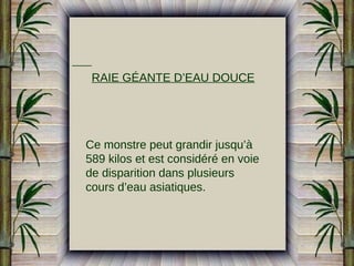 RAIE GÉANTE D’EAU DOUCE

Ce monstre peut grandir jusqu’à
589 kilos et est considéré en voie
de disparition dans plusieurs
cours d’eau asiatiques.

 