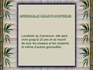 GRENOUILLE GOLIATH D’AFRIQUE

Localisée au Cameroun, elle peut
vivre jusqu’à 15 ans et se nourrit
de tout: les oiseaux et les serpents
et même d’autres grenouilles.

 