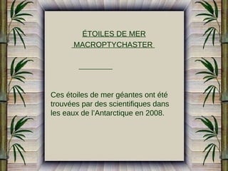 ÉTOILES DE MER
MACROPTYCHASTER

Ces étoiles de mer géantes ont été
trouvées par des scientifiques dans
les eaux de l’Antarctique en 2008.

 