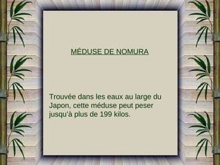 MÉDUSE DE NOMURA

Trouvée dans les eaux au large du
Japon, cette méduse peut peser
jusqu’à plus de 199 kilos.

 