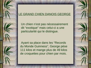 LE GRAND CHIEN DANOIS GEORGE
Un chien n’est pas nécessairement
dit “exotique” mais celui-ci a une
particularité qui le distingue.

Ayant sa place dans les “Records
du Monde Guinness”, George pèse
111 kilos et mange plus de 49 kilos
de croquettes pour chien par mois.

 