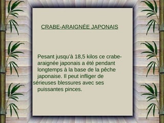 CRABE-ARAIGNÉE JAPONAIS

Pesant jusqu’à 18,5 kilos ce crabearaignée japonais a été pendant
longtemps à la base de la pêche
japonaise. Il peut infliger de
sérieuses blessures avec ses
puissantes pinces.

 
