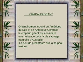 CRAPAUD GÉANT

Originairement trouvé en Amérique
du Sud et en Amérique Centrale,
le crapaud géant est considéré
une nuisance pour la vie sauvage
naturelle d’Australie.
Il a peu de prédateurs dûe à sa peau
toxique.

 