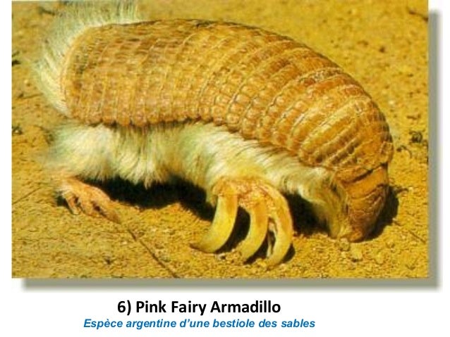 Animaux Moches Animaux Moches