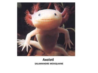 Axolotl
SALAMANDRE MEXIQUAINE
 