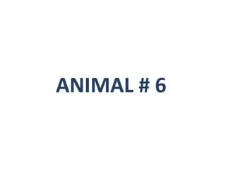 ANIMAL # 6
 