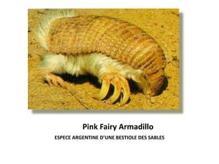 Pink Fairy Armadillo
ESPECE ARGENTINE D’UNE BESTIOLE DES SABLES
 