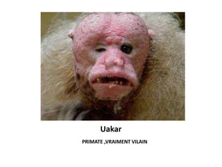 Uakar
PRIMATE ,VRAIMENT VILAIN
 