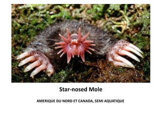 Star-nosed Mole
AMERIQUE DU NORD ET CANADA, SEMI AQUATIQUE
 