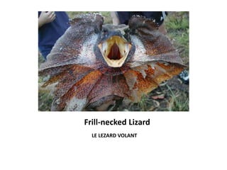 Frill-necked Lizard
LE LEZARD VOLANT
 