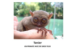 Tarsier
UN PRIMATE AVEC DE GROS YEUX
 
