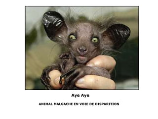 ANIMAL MALGACHE EN VOIE DE DISPARITION
Aye Aye
 