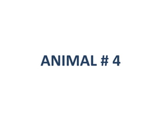 ANIMAL # 4
 