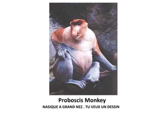 Proboscis Monkey
NASIQUE A GRAND NEZ . TU VEUX UN DESSIN
 
