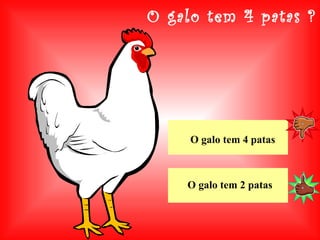 O galo tem 4 patas ? O galo tem 2 patas O galo tem 4 patas 