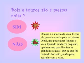 Bois e touros são a mesma coisa ? SIM NÃO O touro é o macho da vaca. É com ele que ela acasala para ter vitelos. O boi, não pode fazer filhotes à  vaca. Quando ainda era pequeno,  operaram-no para lhe tirar as  glândulas sexuais. Diz-se que foi castrado.Portanto, já não pode  acasalar com a vaca.  