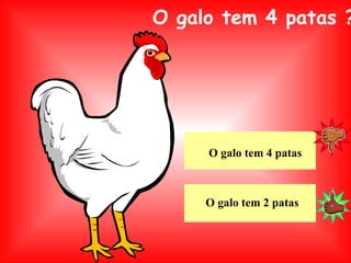 O galo tem 4 patas ? O galo tem 2 patas O galo tem 4 patas 