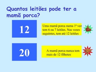 Quantos leitões pode ter a mamã porca? 12 20 Uma mamã porca numa 1ª vez tem 6 ou 7 leitões. Nas vezes seguintes, tem até 12 leitões A mamã porca nunca tem mais de 12 filhotes 