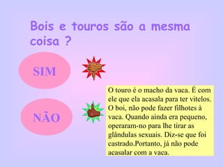 Bois e touros são a mesma coisa ? SIM NÃO O touro é o macho da vaca. É com ele que ela acasala para ter vitelos. O boi, não pode fazer filhotes à  vaca. Quando ainda era pequeno,  operaram-no para lhe tirar as  glândulas sexuais. Diz-se que foi castrado.Portanto, já não pode  acasalar com a vaca.  