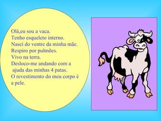 Olá,eu sou a vaca. Tenho esqueleto interno.  Nasci do ventre da minha mãe. Respiro por pulmões. Vivo na terra. Desloco-me andando com a ajuda das minhas 4 patas. O revestimento do meu corpo é a pele. 