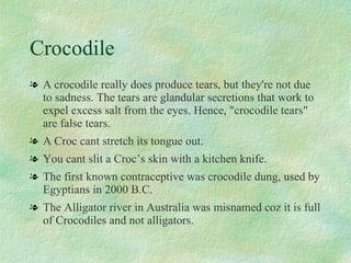 Crocodile A crocodile really does produce tears, but they're not due to sadness. The tears are glandular secretions that work to expel excess salt from the eyes. Hence, "crocodile tears" are false tears. A Croc cant stretch its tongue out. You cant slit a Croc’s skin with a kitchen knife. The first known contraceptive was crocodile dung, used by Egyptians in 2000 B.C. The Alligator river in Australia was misnamed coz it is full of Crocodiles and not alligators. 