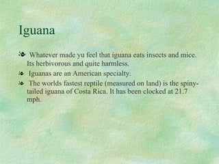 Iguana Whatever made yu feel that iguana eats insects and mice. Its herbivorous and quite harmless. Iguanas are an American specialty. The worlds fastest reptile (measured on land) is the spiny-tailed iguana of Costa Rica. It has been clocked at 21.7 mph. 