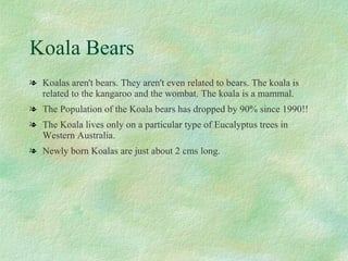 Koala Bears Koalas aren't bears. They aren't even related to bears. The koala is related to the kangaroo and the wombat. The koala is a mammal. The Population of the Koala bears has dropped by 90% since 1990!! The Koala lives only on a particular type of Eucalyptus trees in Western Australia. Newly born Koalas are just about 2 cms long. 