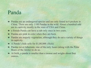 Panda Pandas are an endangered species and are only found in 6 pockets in China. There are only 1100 Pandas in the wild. About a hundred odd are in captivity mostly in the zoos of USA and China. a female Panda can have a cub only once in two years. Pandas are pink in color when they are born. Pandas are majorly vegetarian, although they do eat a variety of things in captivity. A Panda’s hide sells for $1,00,000. (Sick) Pandas never hibernate, one of the only bears (along with the Polar Bears of the Arctic) to do so. At birth, a panda is smaller than a mouse and weighs about four ounces. 