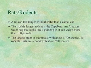 Rats/Rodents A rat can last longer without water than a camel can The world's largest rodent is the Capybara. An Amazon water hog that looks like a guinea pig, it can weigh more than 100 pounds.  The largest order of mammals, with about 1,700 species, is rodents. Bats are second with about 950 species. 