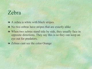 Zebra A zebra is white with black stripes.  No two zebras have stripes that are exactly alike When two zebras stand side by side, they usually face in opposite directions. They say this is so they can keep an eye out for predators.   Zebras cant see the color Orange 
