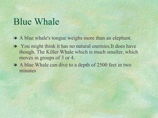 Blue Whale A blue whale's tongue weighs more than an elephant. You might think it has no natural enemies.It does have though. The Killer Whale which is much smaller, which moves in groups of 3 or 4. A blue Whale can dive to a depth of 2500 feet in two minutes 