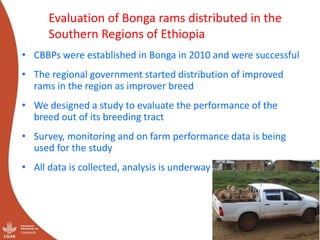 Genetics flagship ICARDA activities